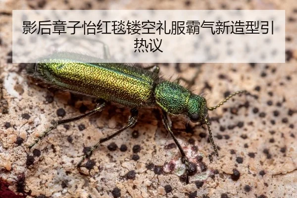 ying-hou-zhang-zi-yi-hong-tan-lou-kong-li-fu-ba-qi-xin-zao-xing-yin-re-yi-2-437.jpg